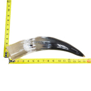 13" - 17" Single Polished Cow Horns, 12 (15") | The Leather Guy