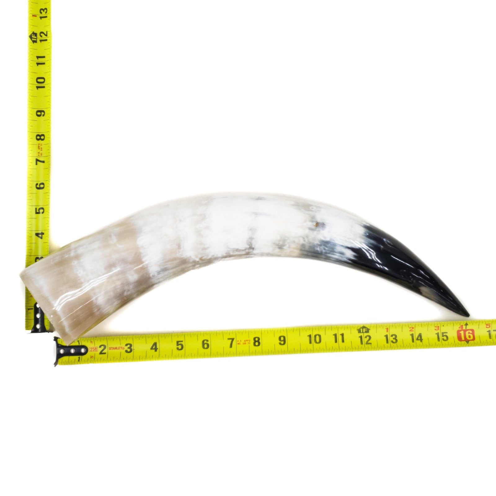 13" - 17" Single Polished Cow Horns, 17 (16") | The Leather Guy