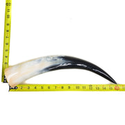 13" - 17" Single Polished Cow Horns, 18 (16") | The Leather Guy