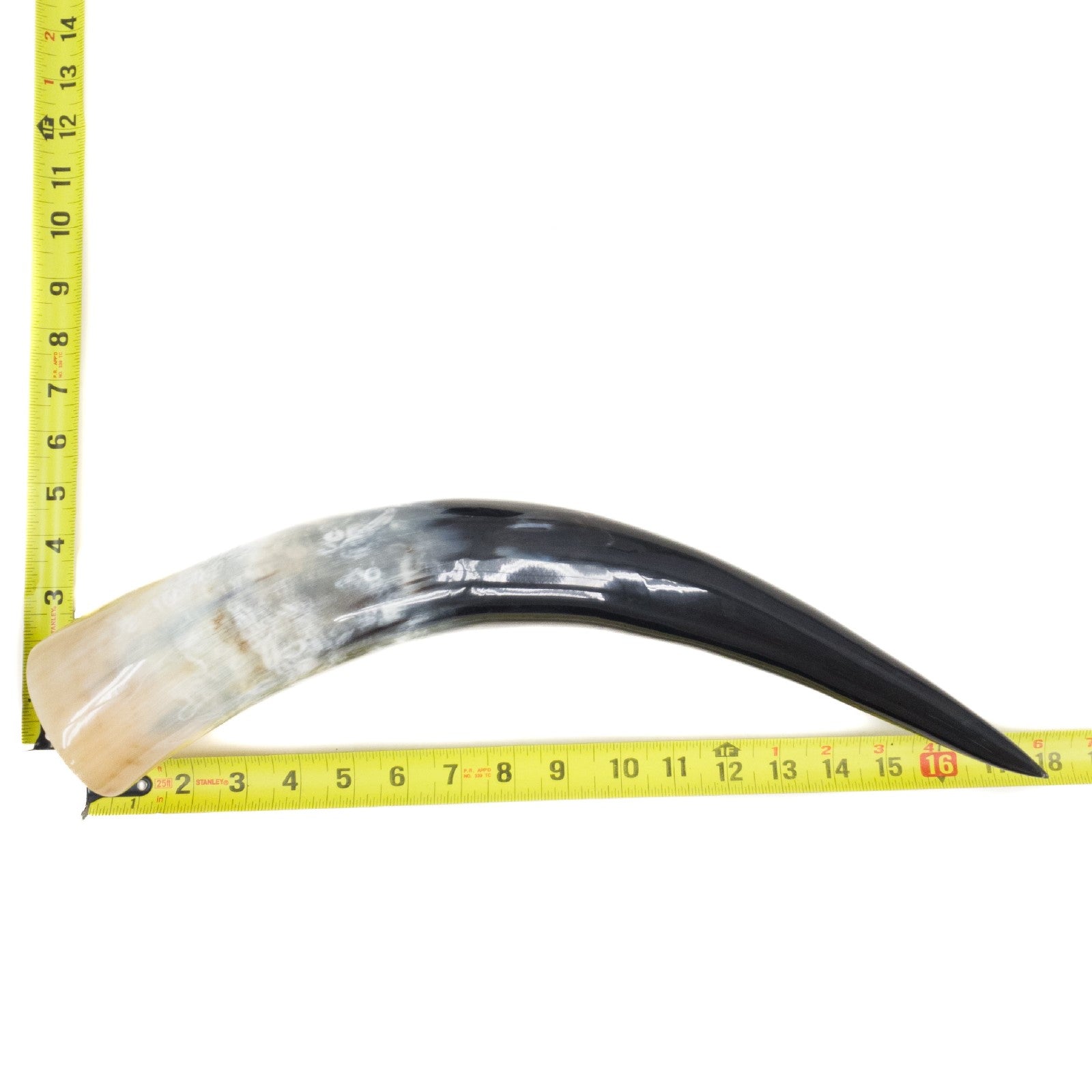 13" - 17" Single Polished Cow Horns, 25 (18") | The Leather Guy