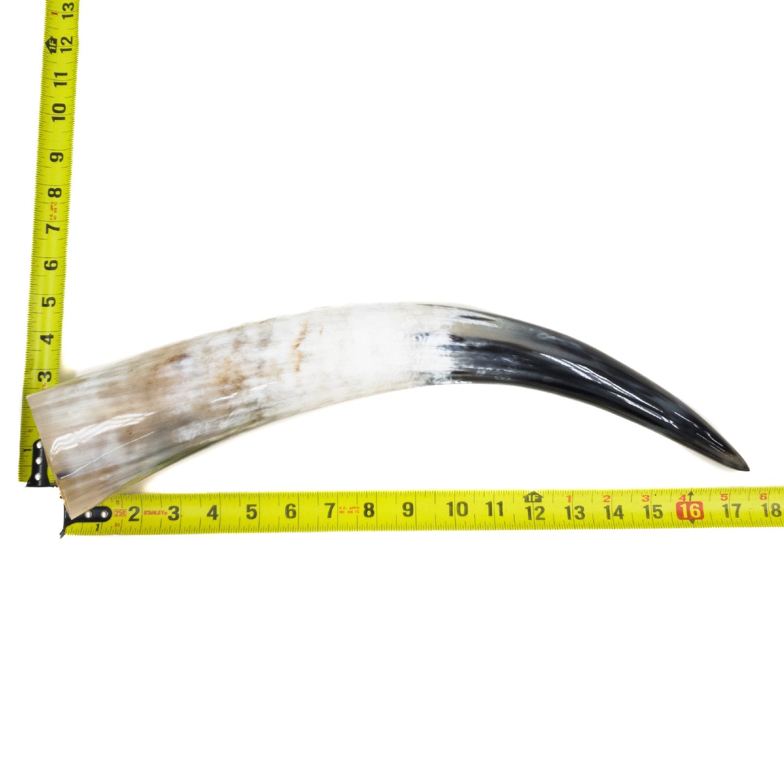 13" - 17" Single Polished Cow Horns, 29 (17") | The Leather Guy