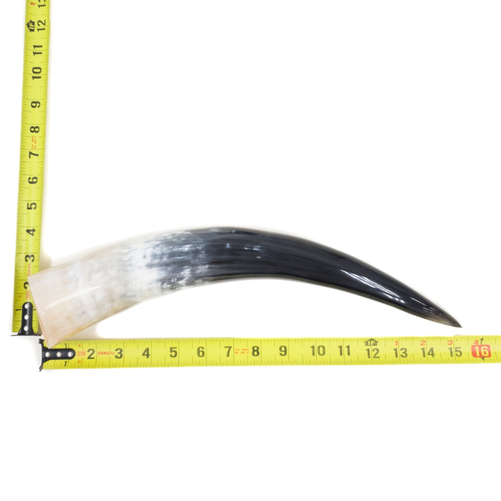 13" - 17" Single Polished Cow Horns, 8 (15") | The Leather Guy