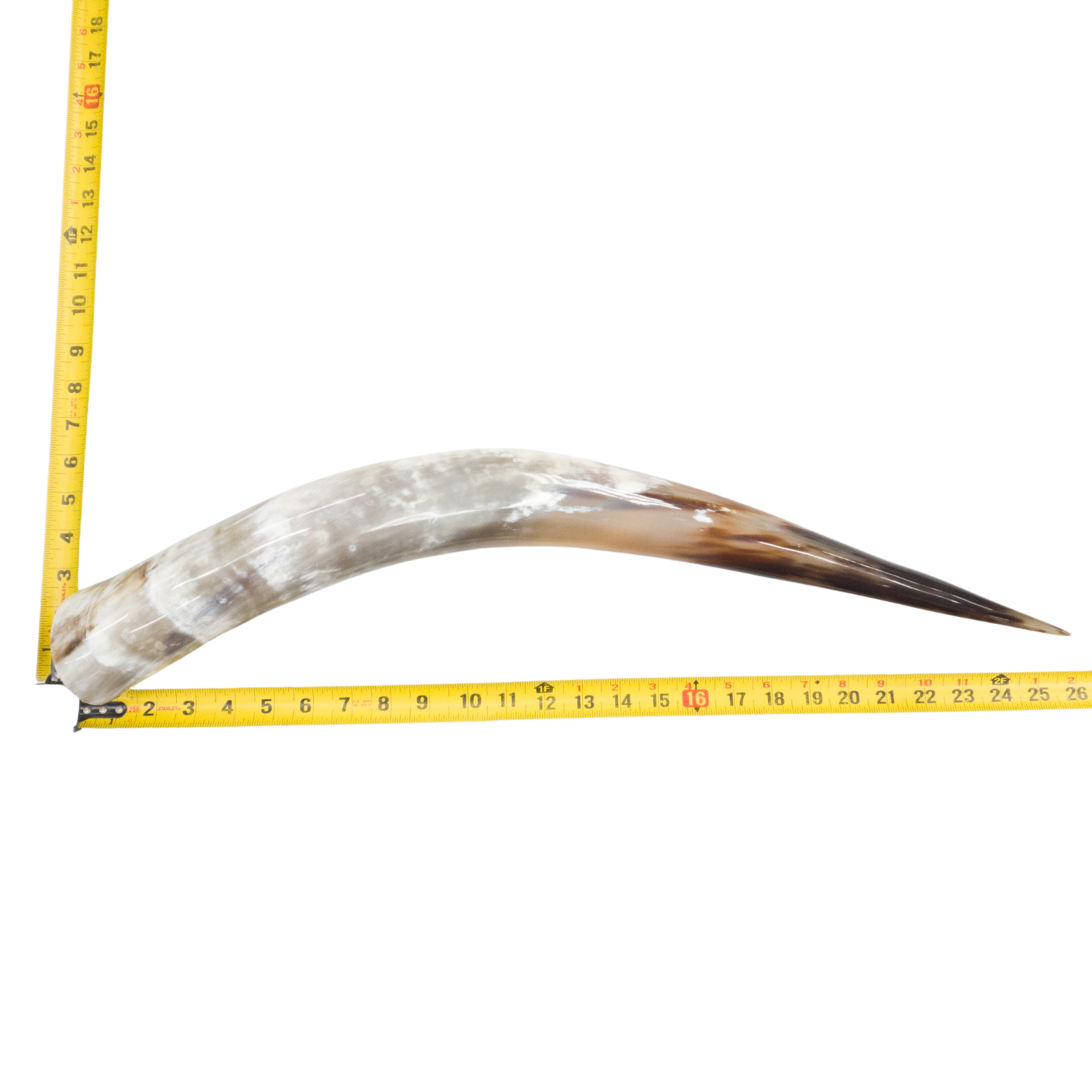 24" - 30" Single Polished Cow Horns, 1 (26") | The Leather Guy