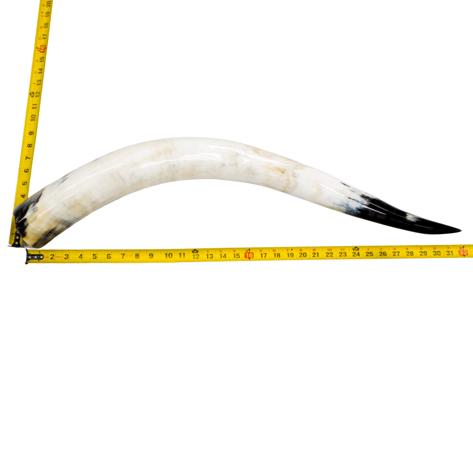 24" - 30" Single Polished Cow Horns, 10 (32") | The Leather Guy