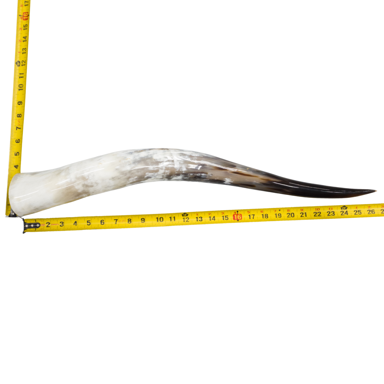 24" - 30" Single Polished Cow Horns, 11 (26") | The Leather Guy