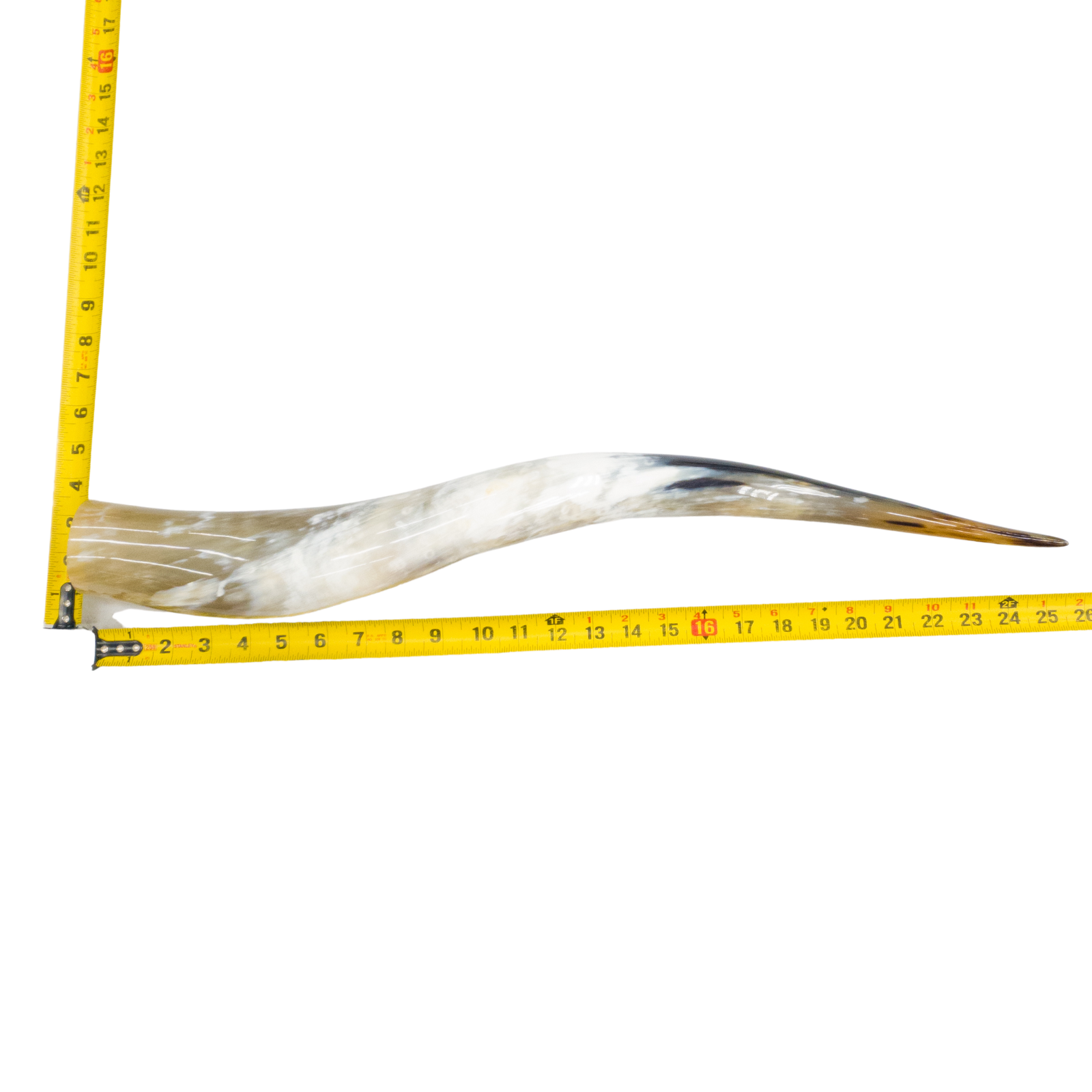 24" - 30" Single Polished Cow Horns, 12 (26") | The Leather Guy