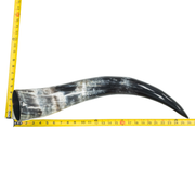 24" - 30" Single Polished Cow Horns, 13 (26") | The Leather Guy
