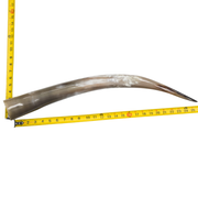 24" - 30" Single Polished Cow Horns, 14 (26") | The Leather Guy