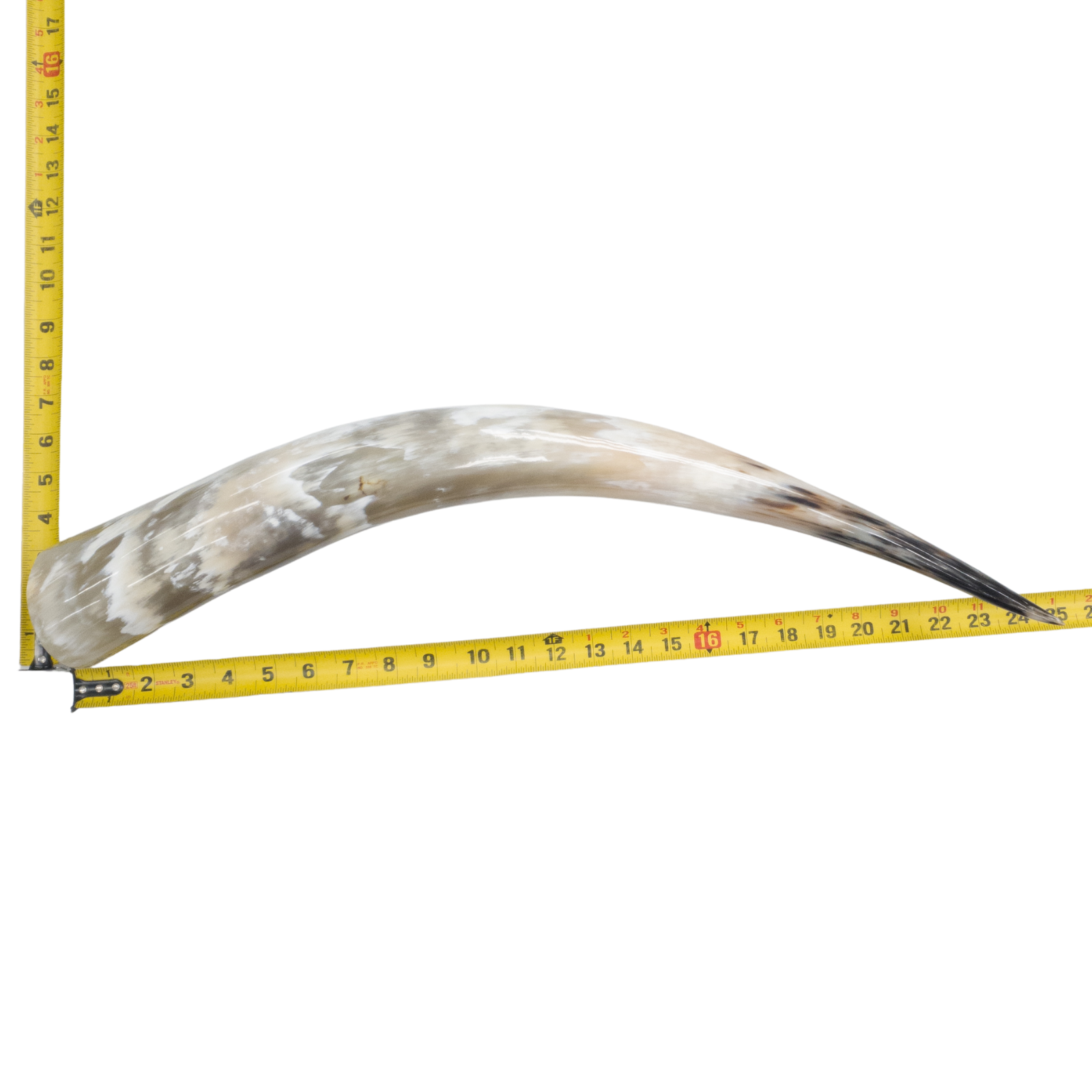 24" - 30" Single Polished Cow Horns, 15 (25") | The Leather Guy