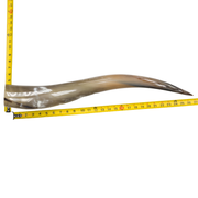 24" - 30" Single Polished Cow Horns, 16 (27") | The Leather Guy
