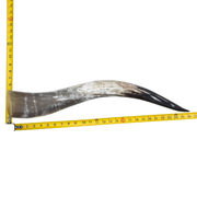 24" - 30" Single Polished Cow Horns, 17 (26") | The Leather Guy