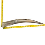 24" - 30" Single Polished Cow Horns, 18 (24") | The Leather Guy