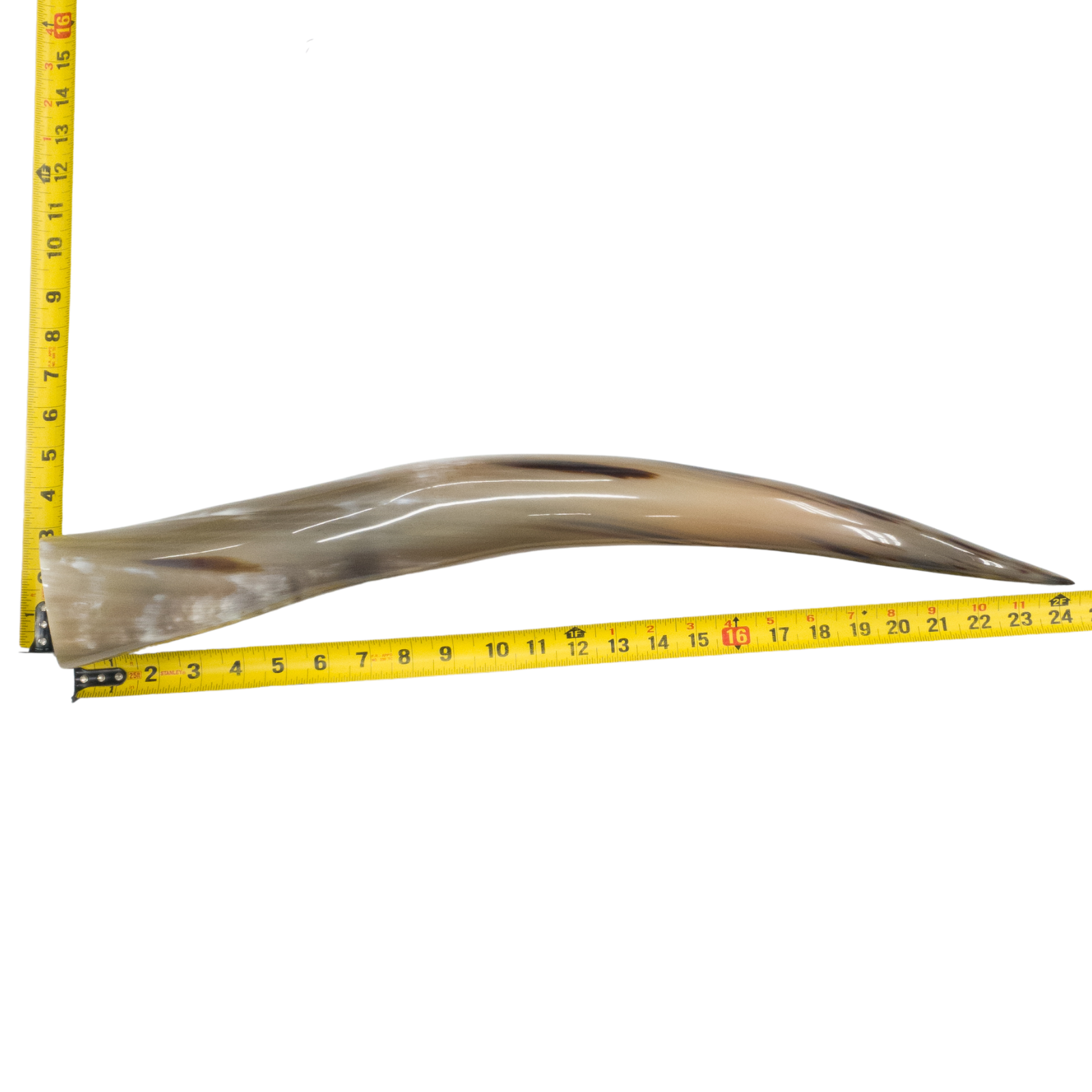 24" - 30" Single Polished Cow Horns, 18 (24") | The Leather Guy