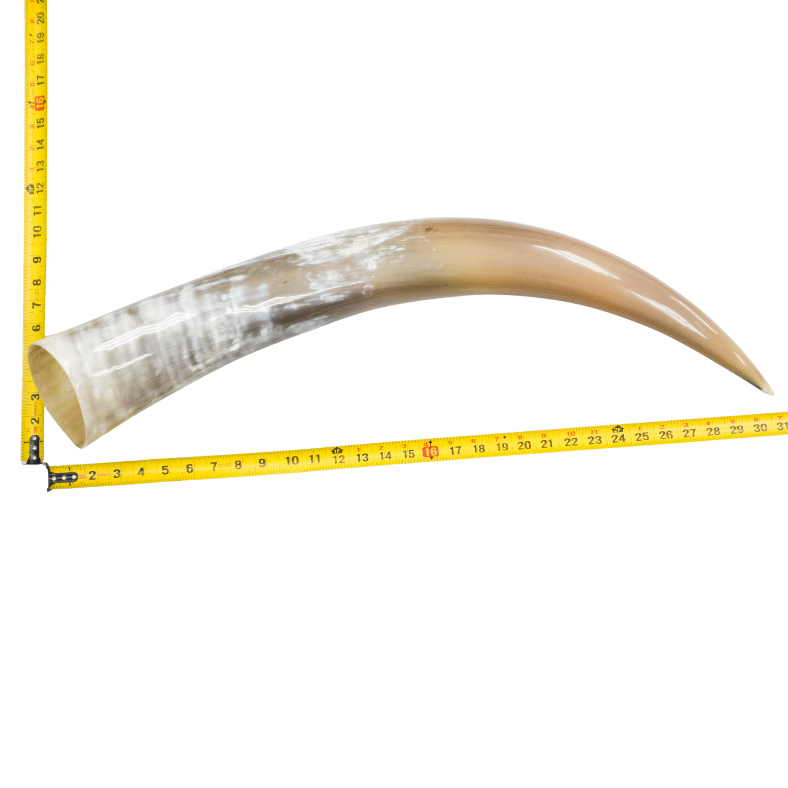 24" - 30" Single Polished Cow Horns, 19 (31") | The Leather Guy