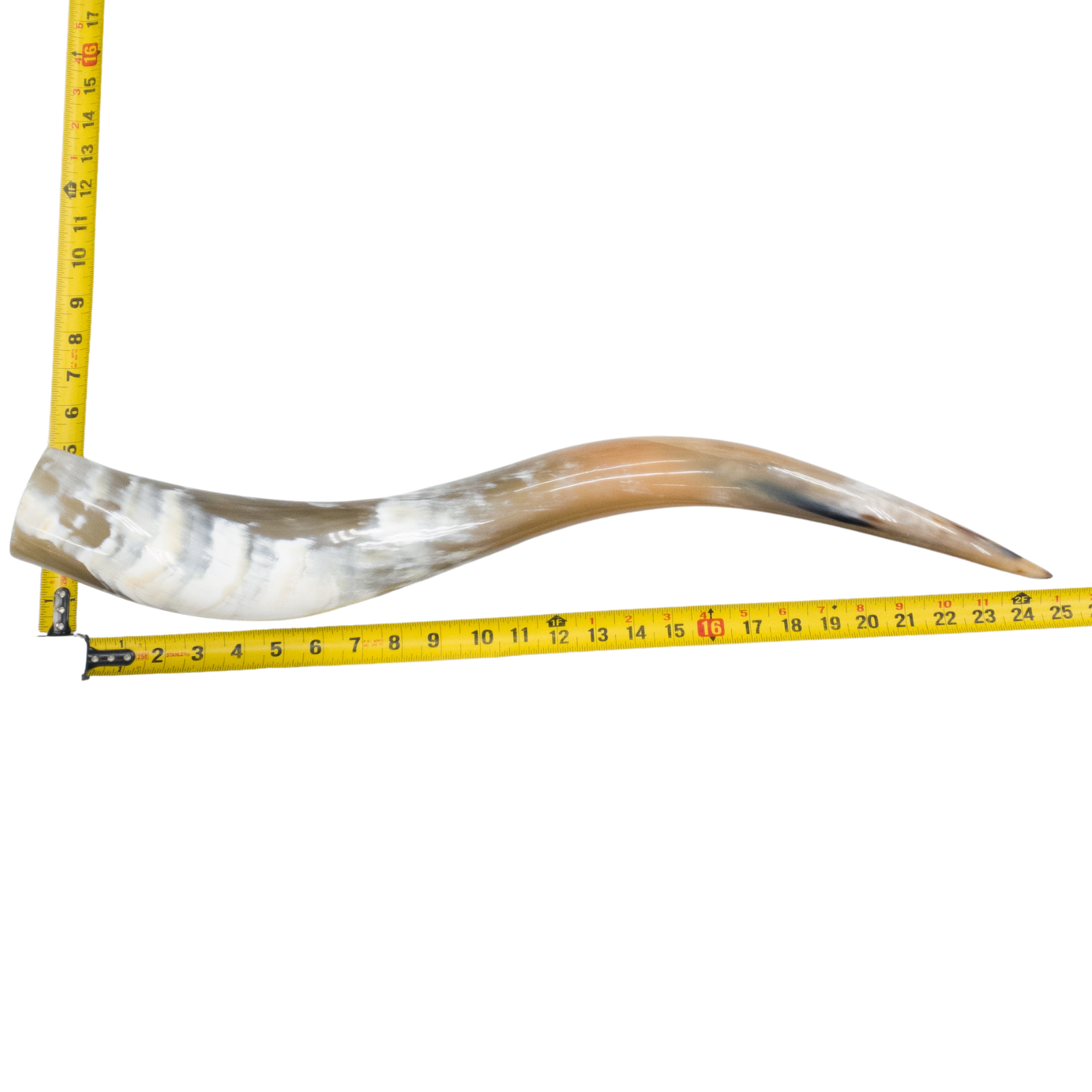 24" - 30" Single Polished Cow Horns, 2 (25") | The Leather Guy