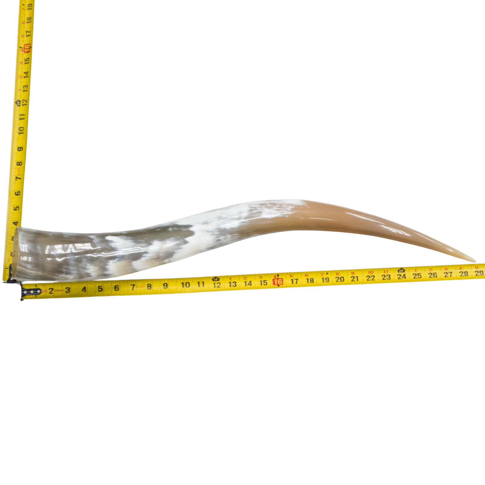 24" - 30" Single Polished Cow Horns, 20 (29") | The Leather Guy