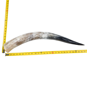 24" - 30" Single Polished Cow Horns, 3 (27") | The Leather Guy