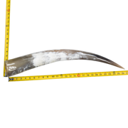 24" - 30" Single Polished Cow Horns, 5 (29") | The Leather Guy