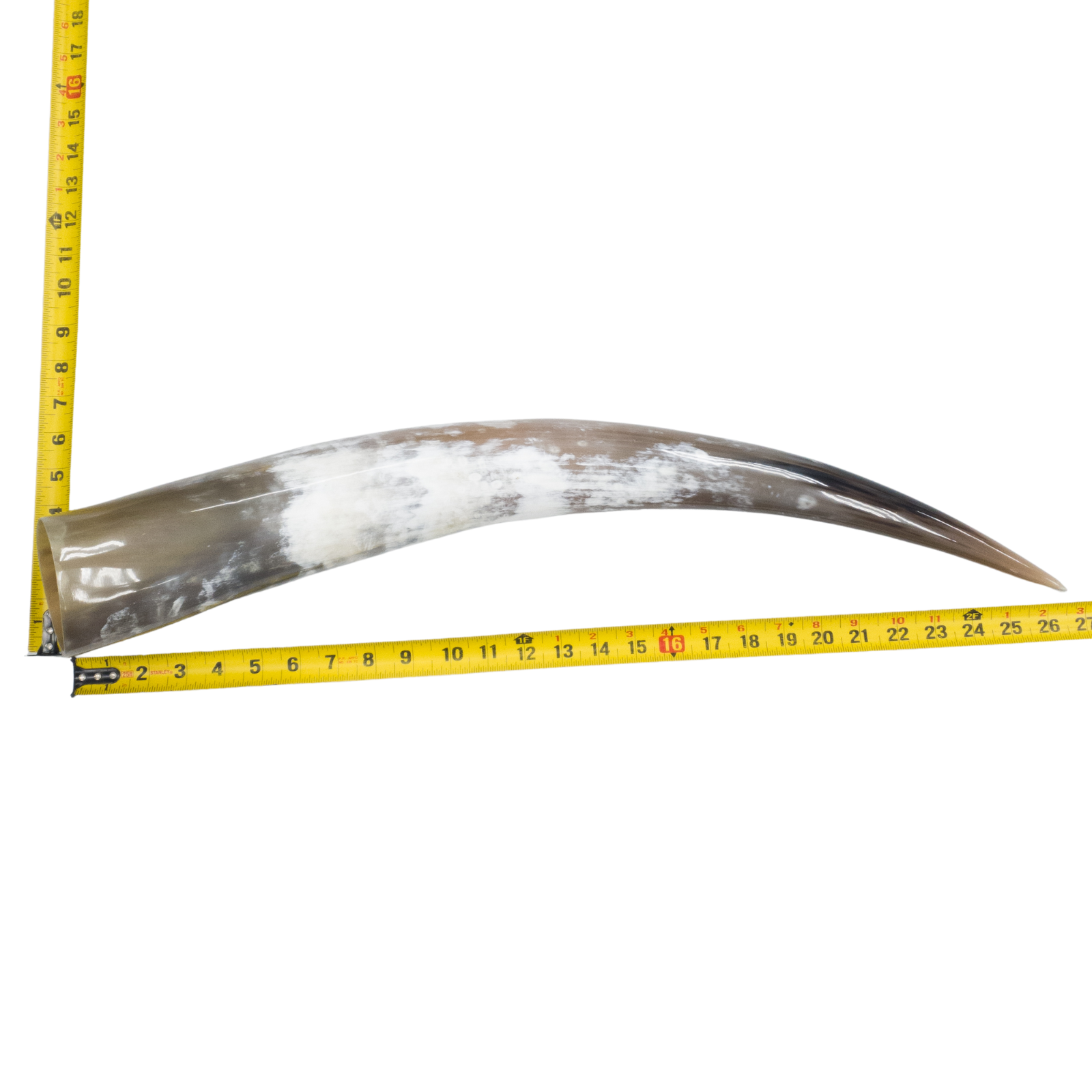 24" - 30" Single Polished Cow Horns, 5 (29") | The Leather Guy