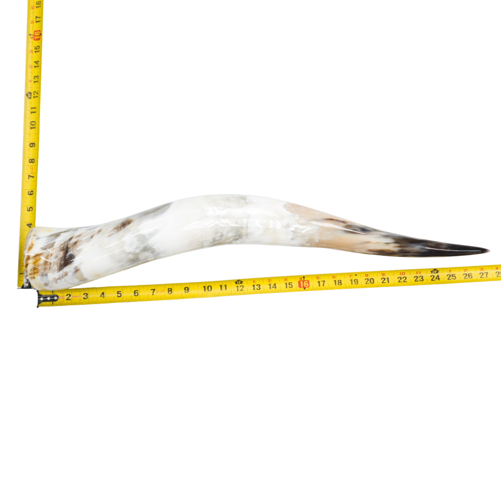 24" - 30" Single Polished Cow Horns, 6 (27") | The Leather Guy