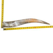 24" - 30" Single Polished Cow Horns, 7 (24") | The Leather Guy