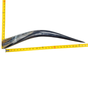 24" - 30" Single Polished Cow Horns, 8 (26") | The Leather Guy