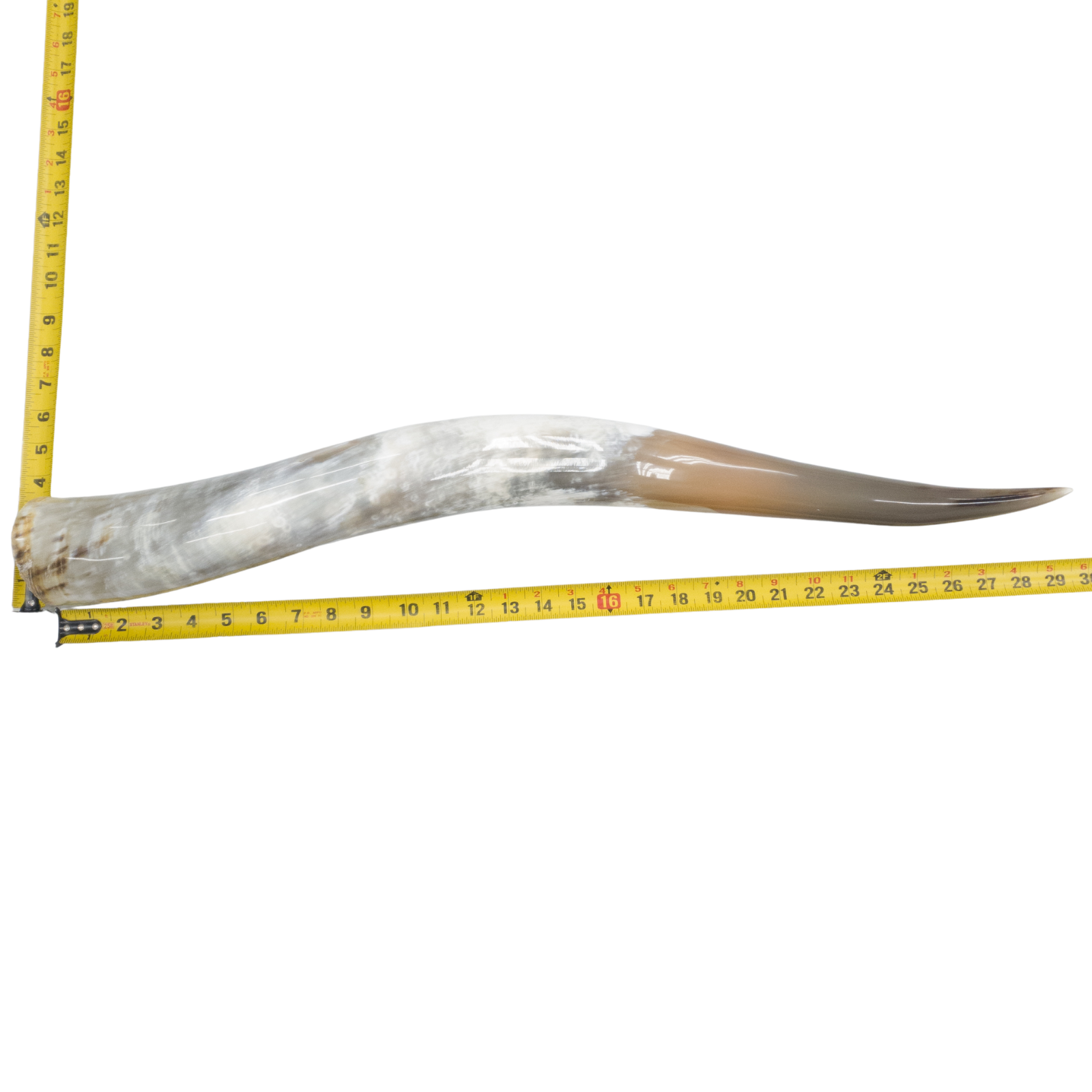 24" - 30" Single Polished Cow Horns, 9 (30") | The Leather Guy