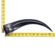 10" - 12" Single Polished Cow Horns, 21 (12") | The Leather Guy