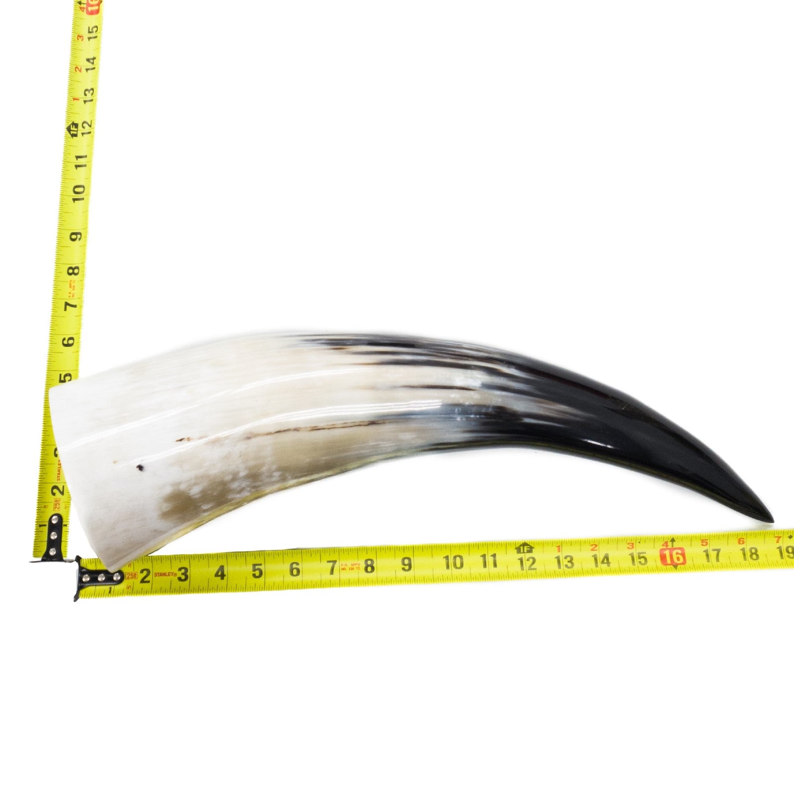 13" - 17" Single Polished Cow Horns, 1 (17") | The Leather Guy