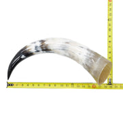 13" - 17" Single Polished Cow Horns, 23 (17") | The Leather Guy