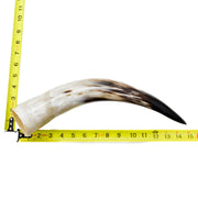 13" - 17" Single Polished Cow Horns, 8 (15") | The Leather Guy