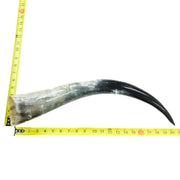 18" - 23" Single Polished Cow Horns, 14 (19") | The Leather Guy