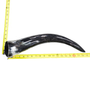 18" - 23" Single Polished Cow Horns, 15 (19") | The Leather Guy