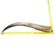 18" - 23" Single Polished Cow Horns, 16 (23") | The Leather Guy