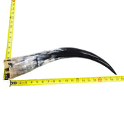 18" - 23" Single Polished Cow Horns, 21 (18") | The Leather Guy