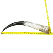 18" - 23" Single Polished Cow Horns, 4 (23") | The Leather Guy