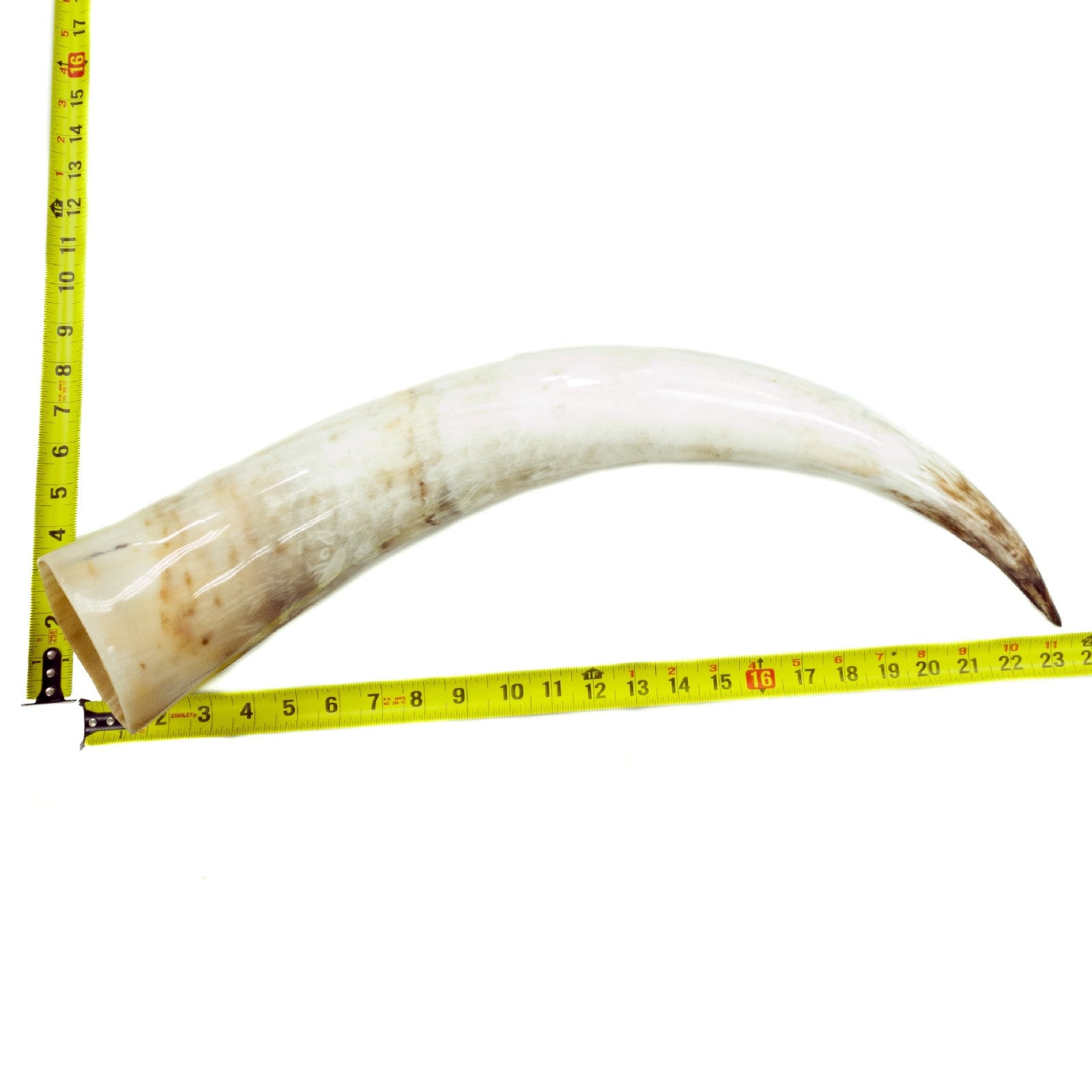 18" - 23" Single Polished Cow Horns, 5 (23") | The Leather Guy