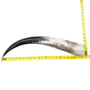 18" - 23" Single Polished Cow Horns, 8 (22") | The Leather Guy