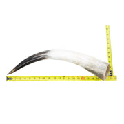 18" - 23" Single Polished Cow Horns, 9 (18") | The Leather Guy