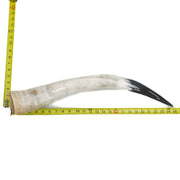 24" - 30" Single Polished Cow Horns, 1 (25") | The Leather Guy