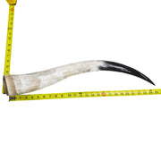 24" - 30" Single Polished Cow Horns, 13 (24") | The Leather Guy