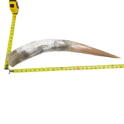 24" - 30" Single Polished Cow Horns, 14 (26") | The Leather Guy