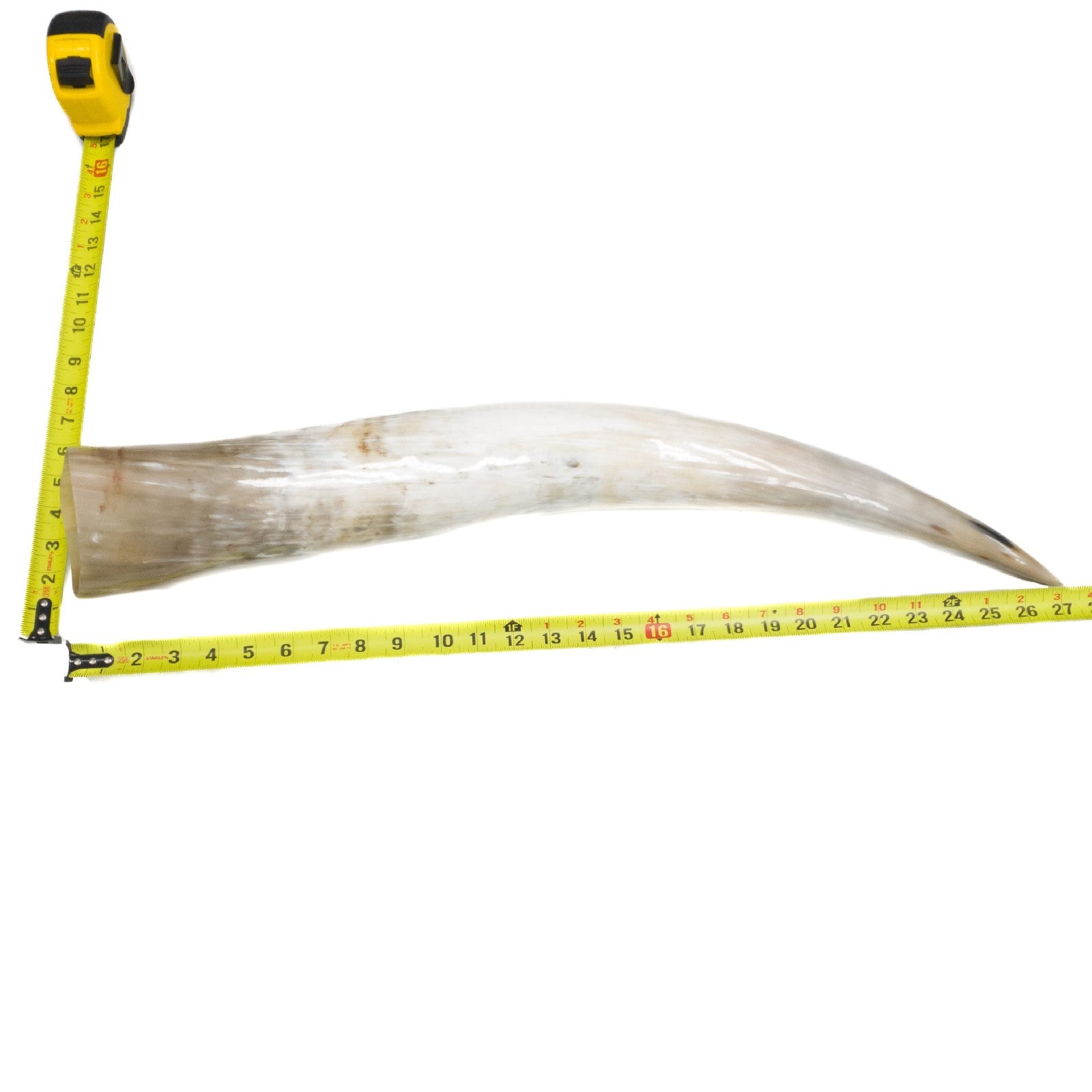 24" - 30" Single Polished Cow Horns, 18 (27") | The Leather Guy