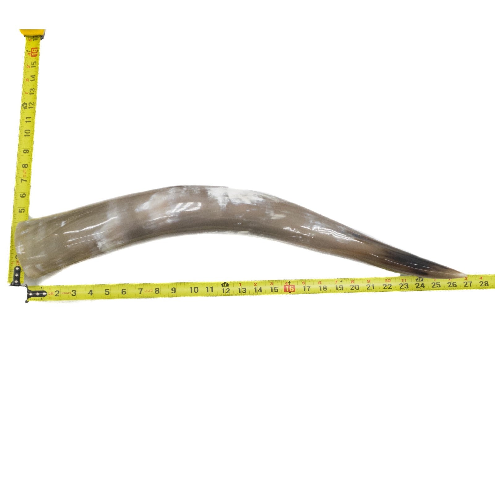 24" - 30" Single Polished Cow Horns, 2 (27") | The Leather Guy