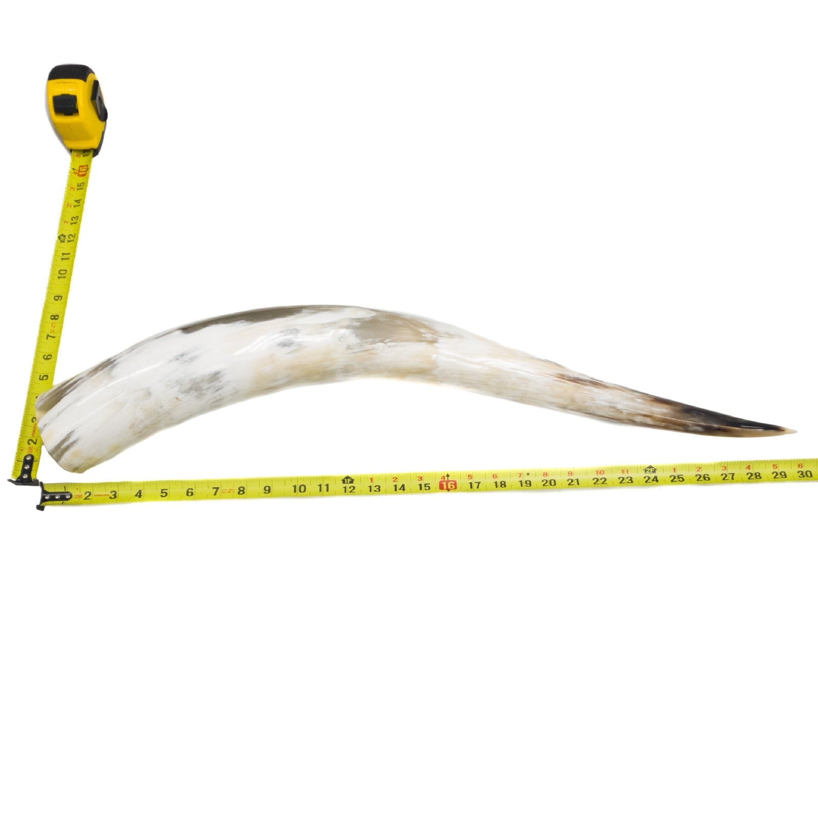 24" - 30" Single Polished Cow Horns, 27 (30") | The Leather Guy