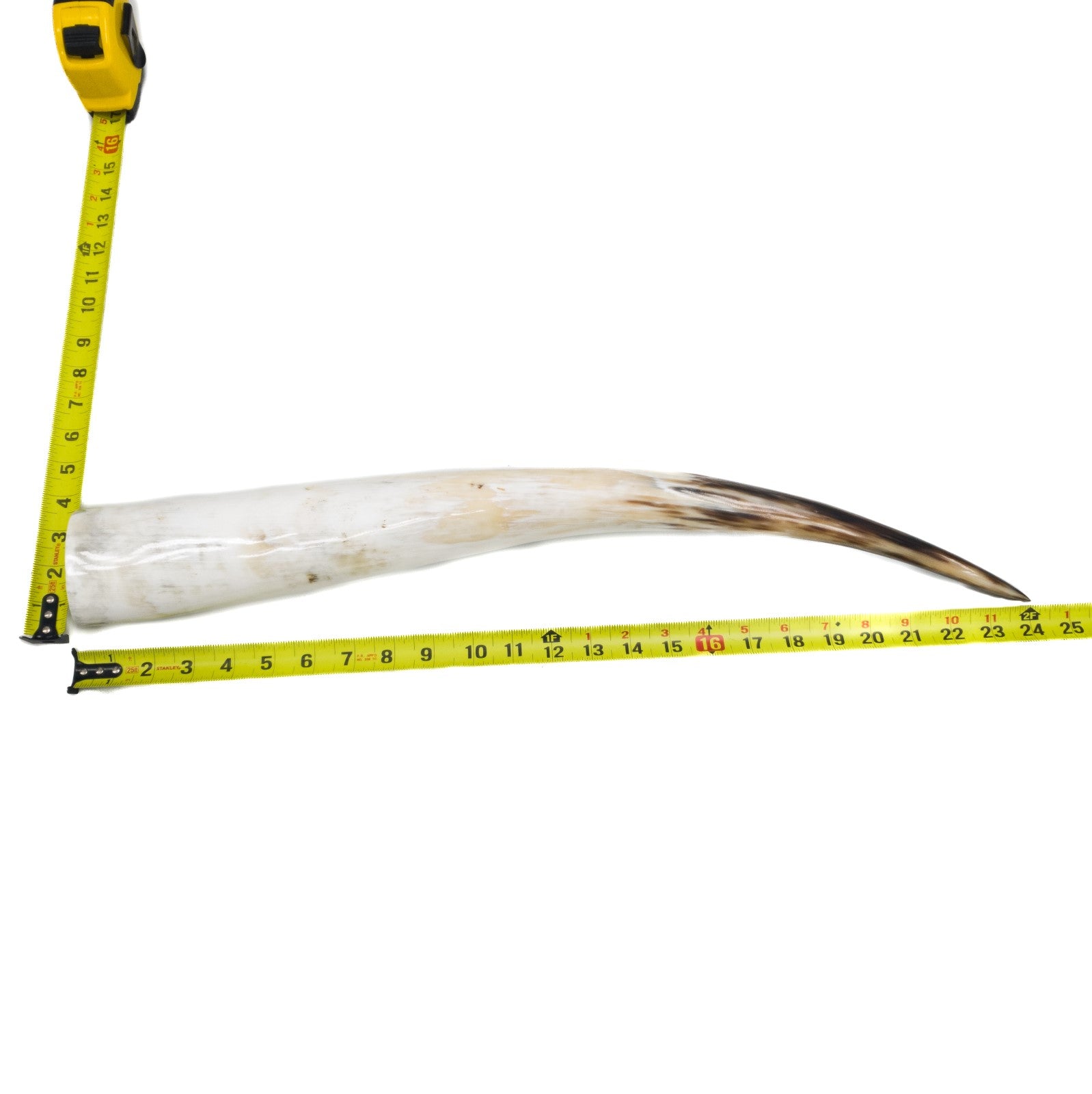 24" - 30" Single Polished Cow Horns, 30 (24") | The Leather Guy