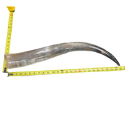 24" - 30" Single Polished Cow Horns, 4 (25") | The Leather Guy