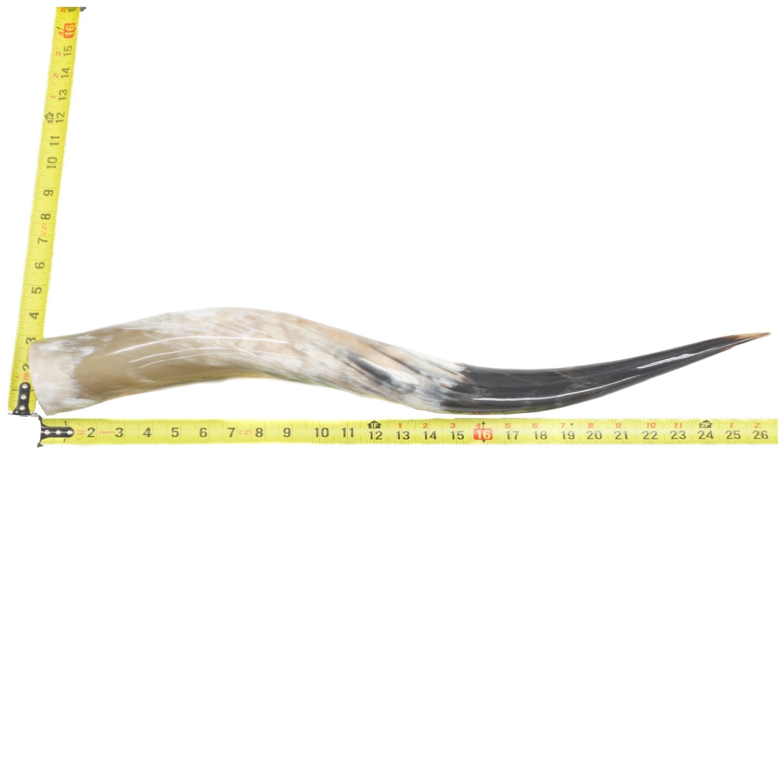 24" - 30" Single Polished Cow Horns, 6 (26") | The Leather Guy