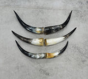 13" - 17" Single Polished Cow Horns,  | The Leather Guy