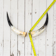 13" - 17" Pairs, Polished Cow Horns, 1 | The Leather Guy